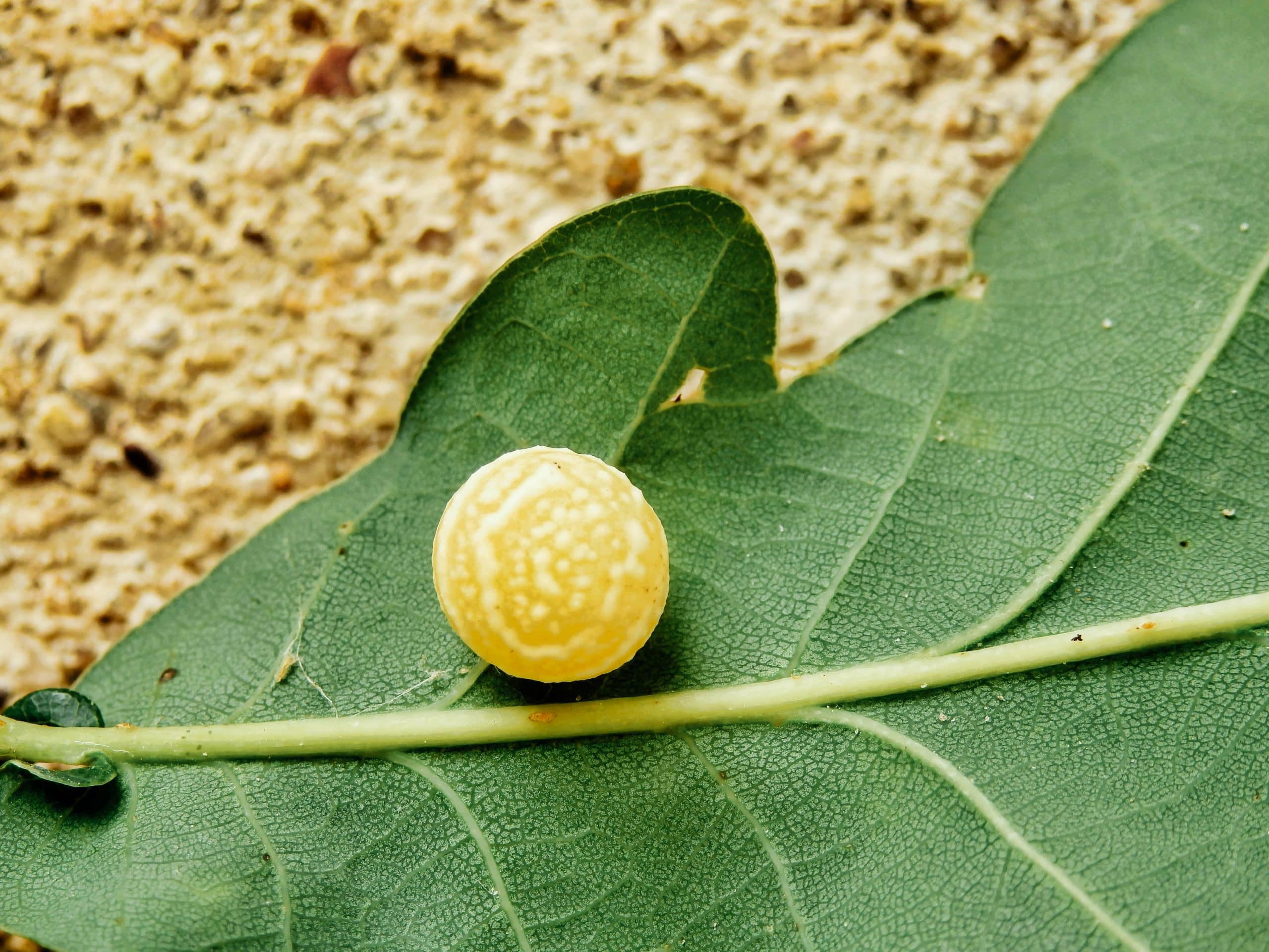 Wasp gall on underside of oak leaf