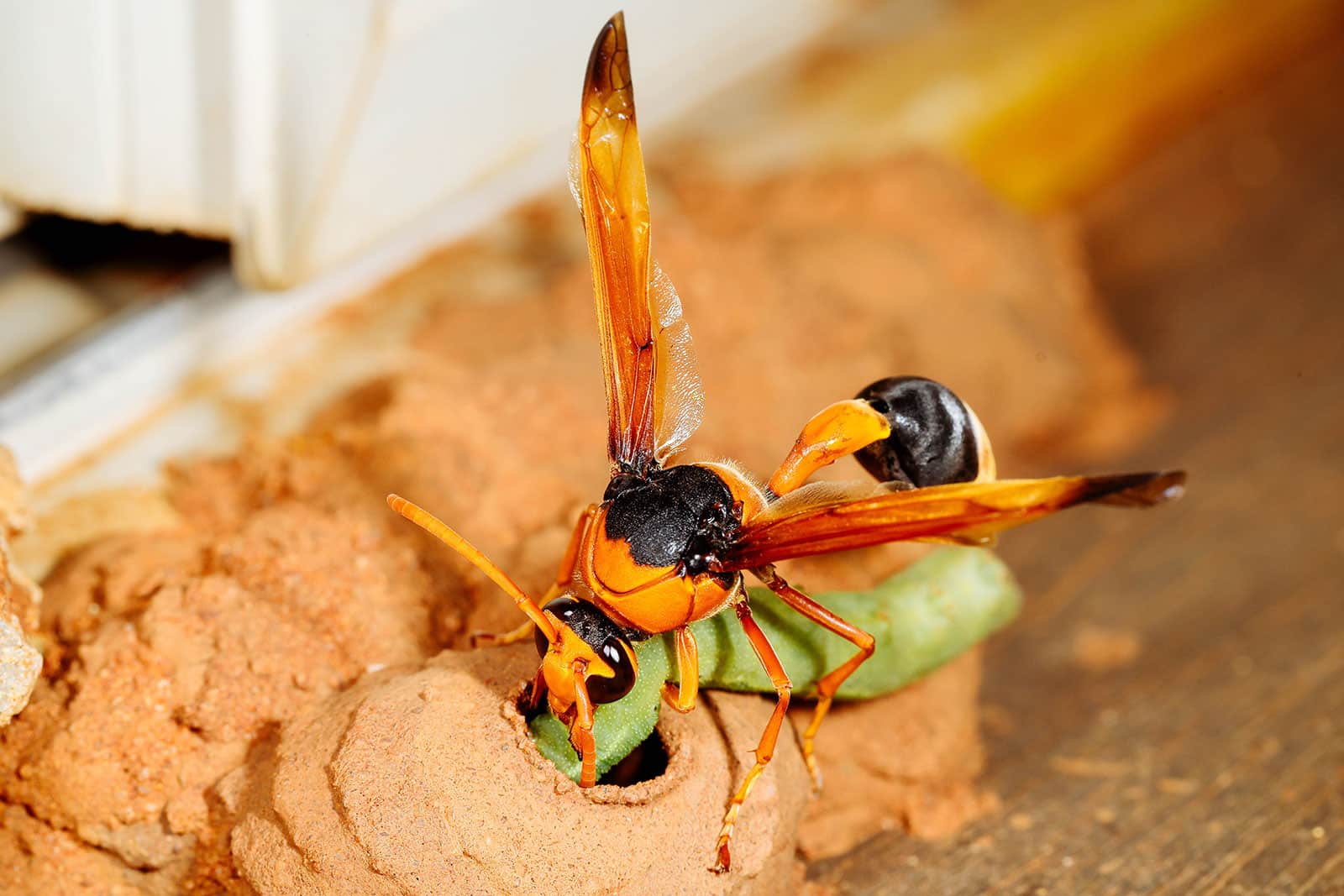 Potter wasp putting a caterpillar in a mud nest