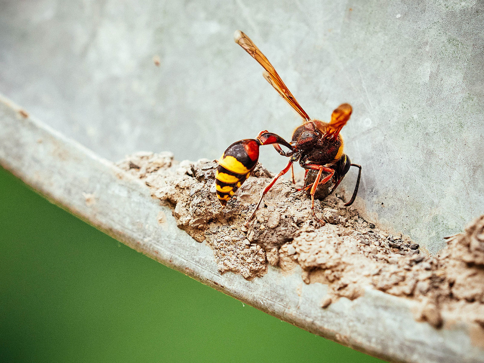 Close-up of wasp building a mud nest