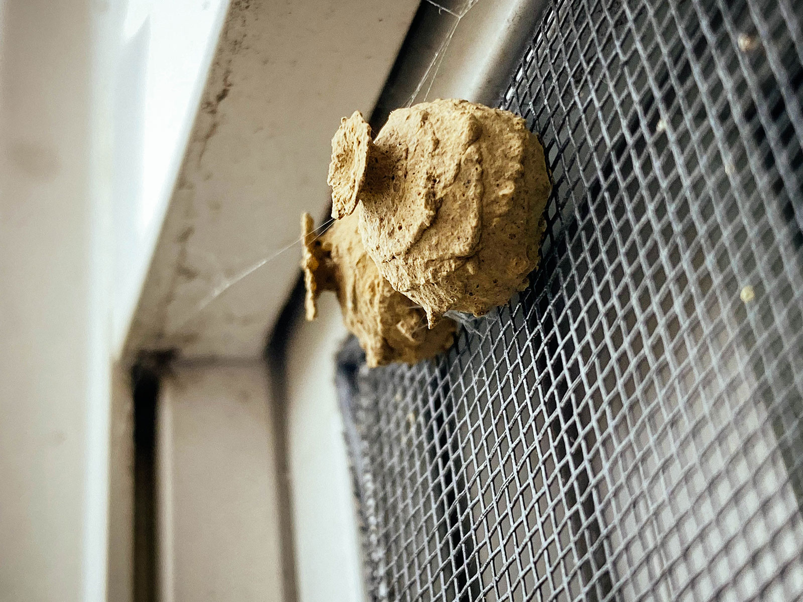Potter wasp nests on a window screen