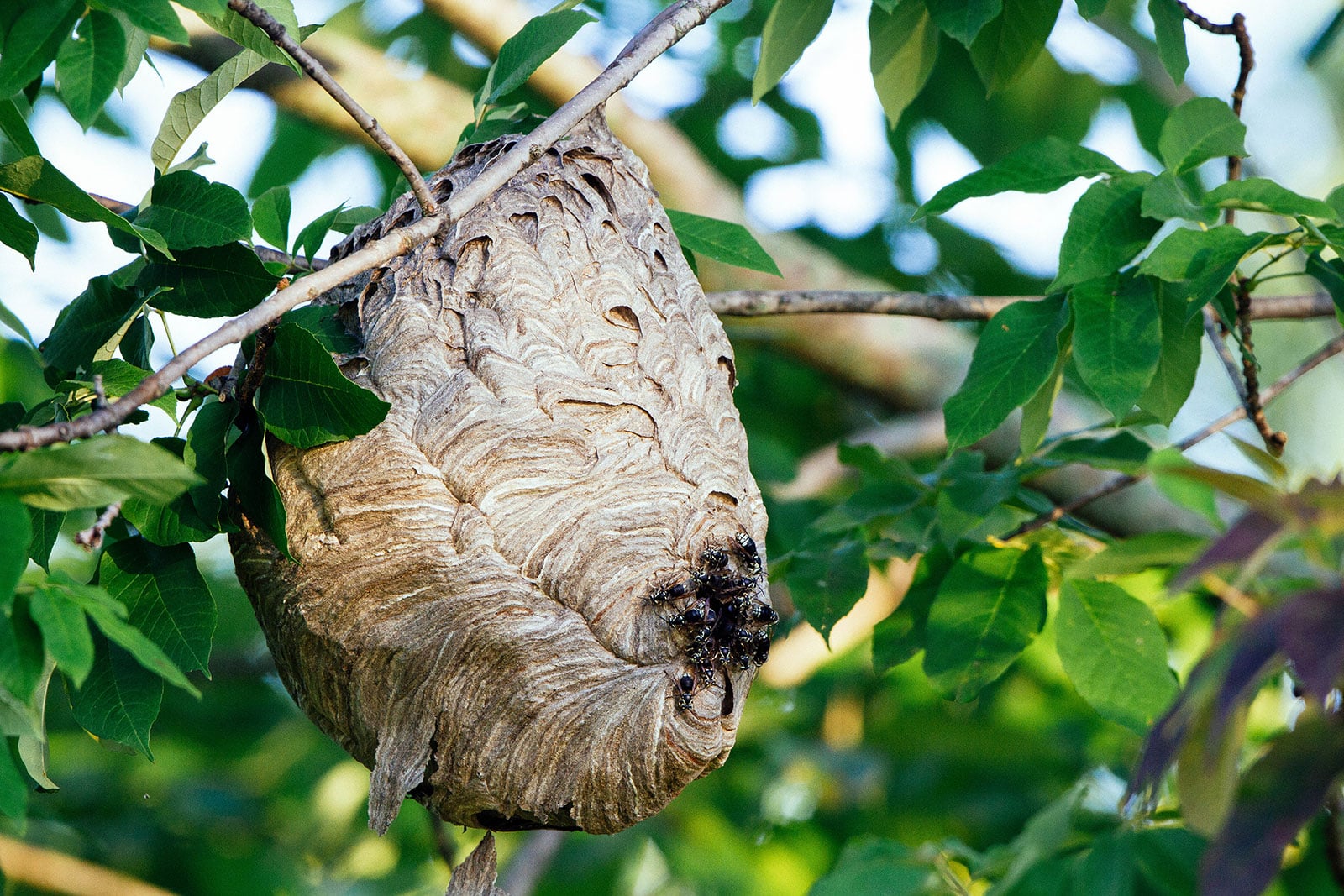 Bald-faced hornet nest in a tree