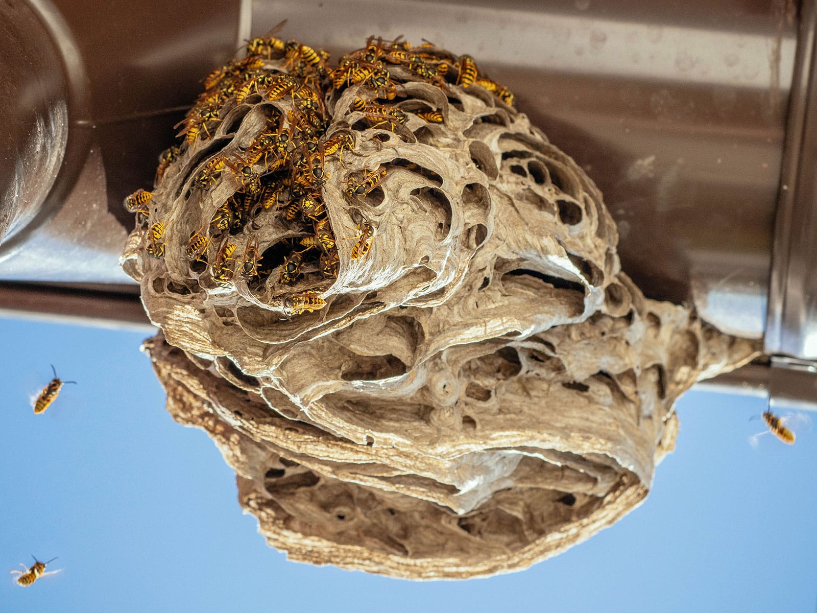 Active large wasp nest on the roof of a house