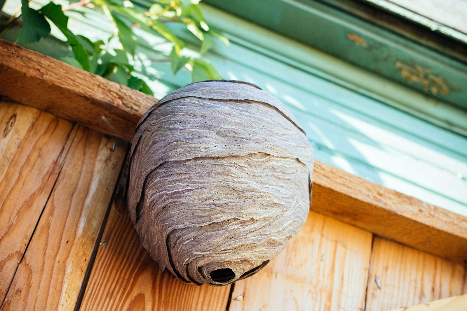 Empty wasp nest on the side of a shed