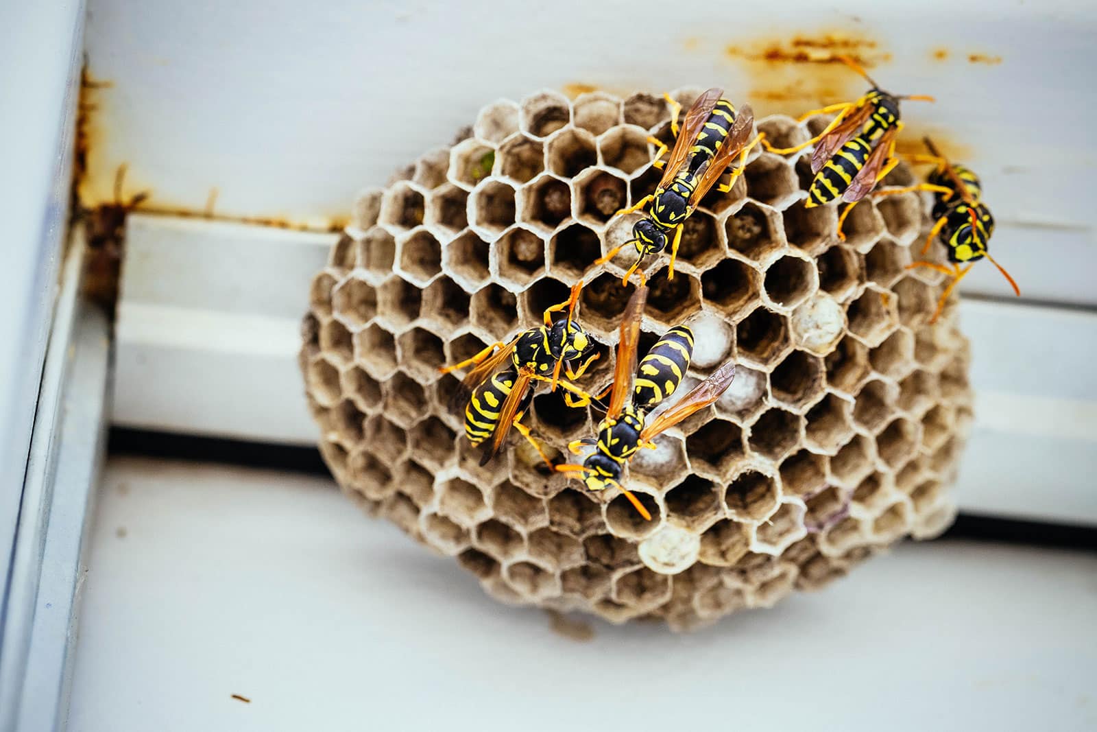 Yellowjackets building the cells of their honeycomb-shaped wasp nest