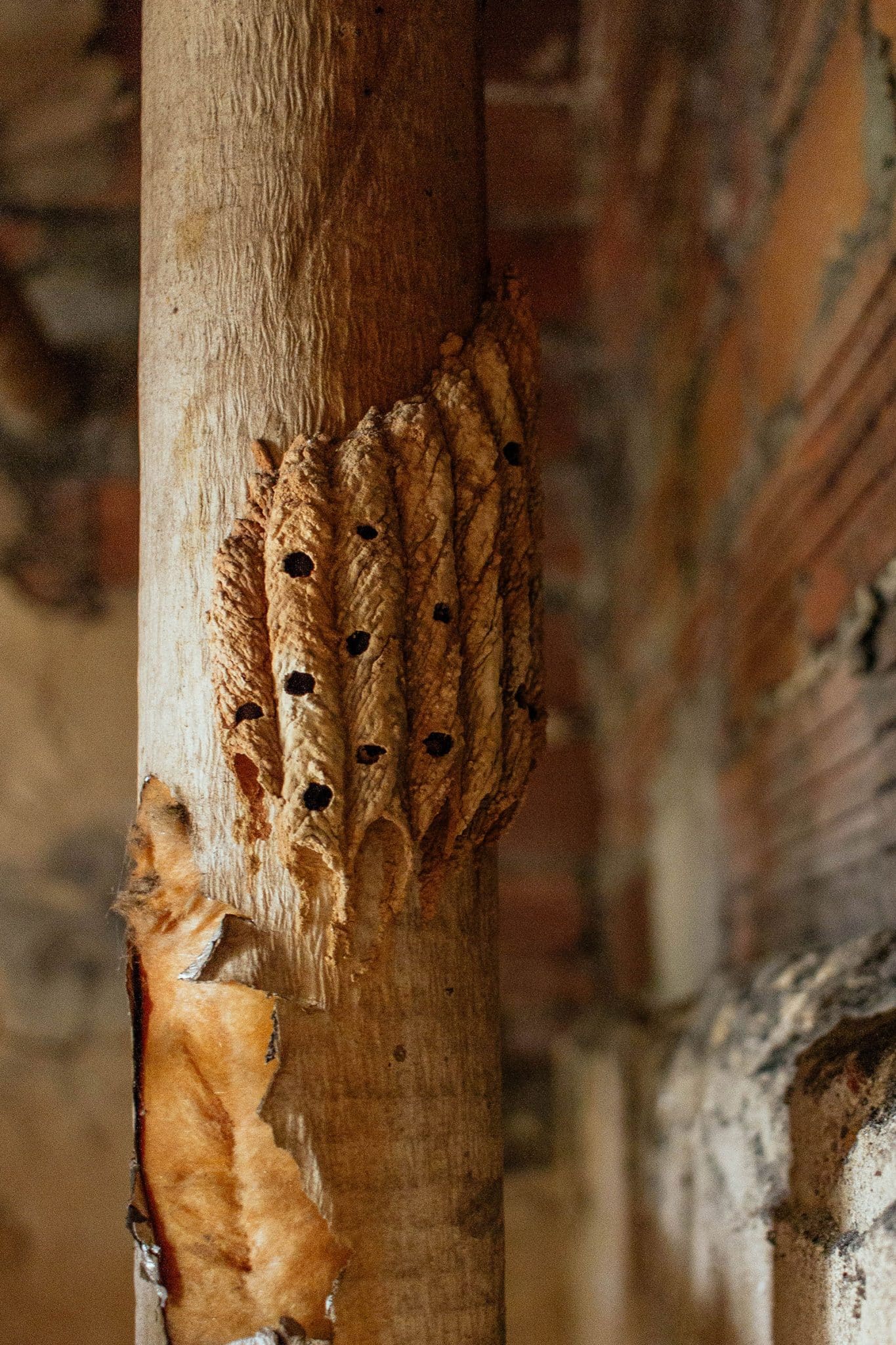 Wasp Visual Easy Wasp Identification: A Visual Guide to 19 Common Types of Wasps ...