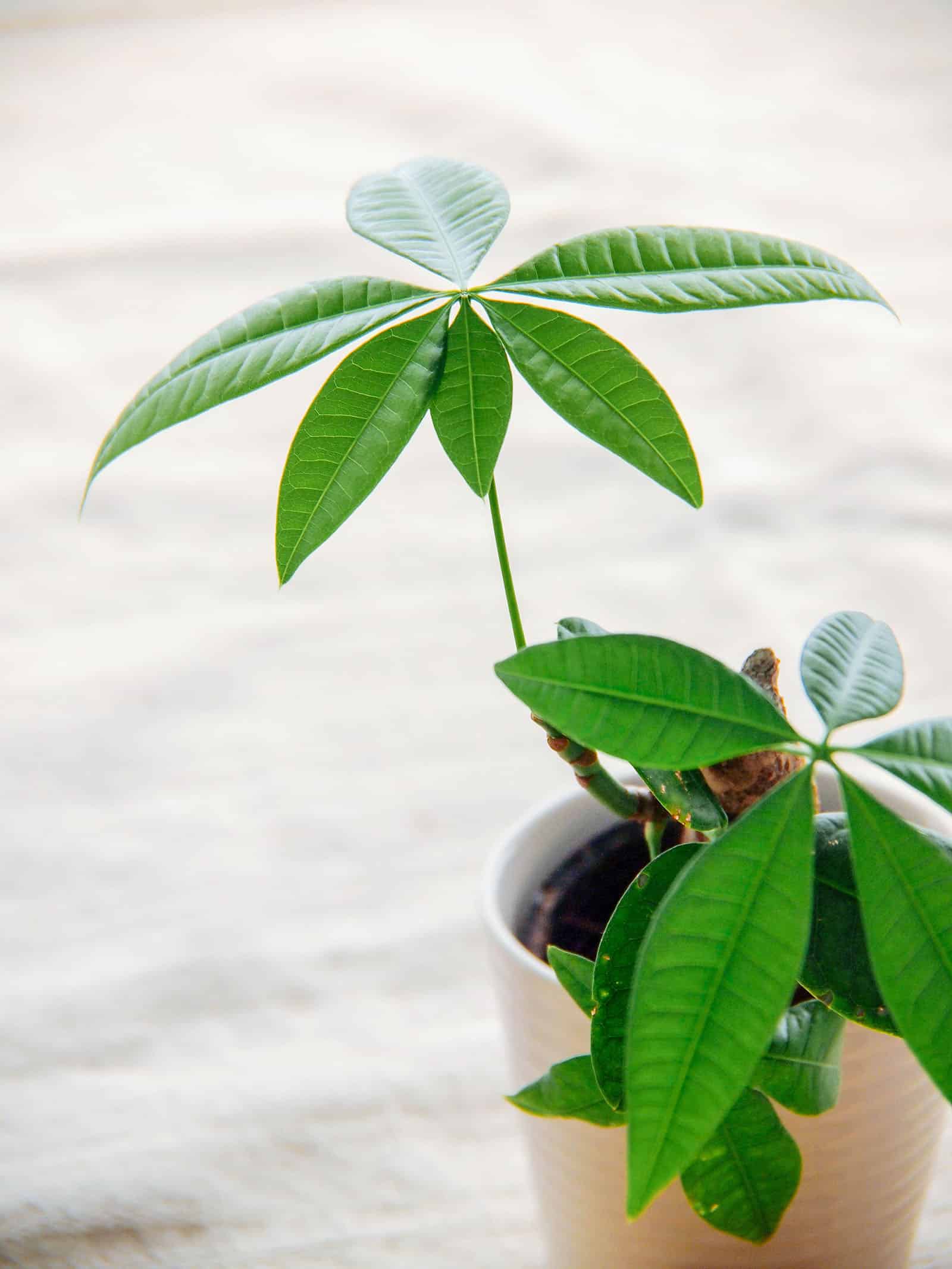 Young Pachira aquatica plant in a white pot
