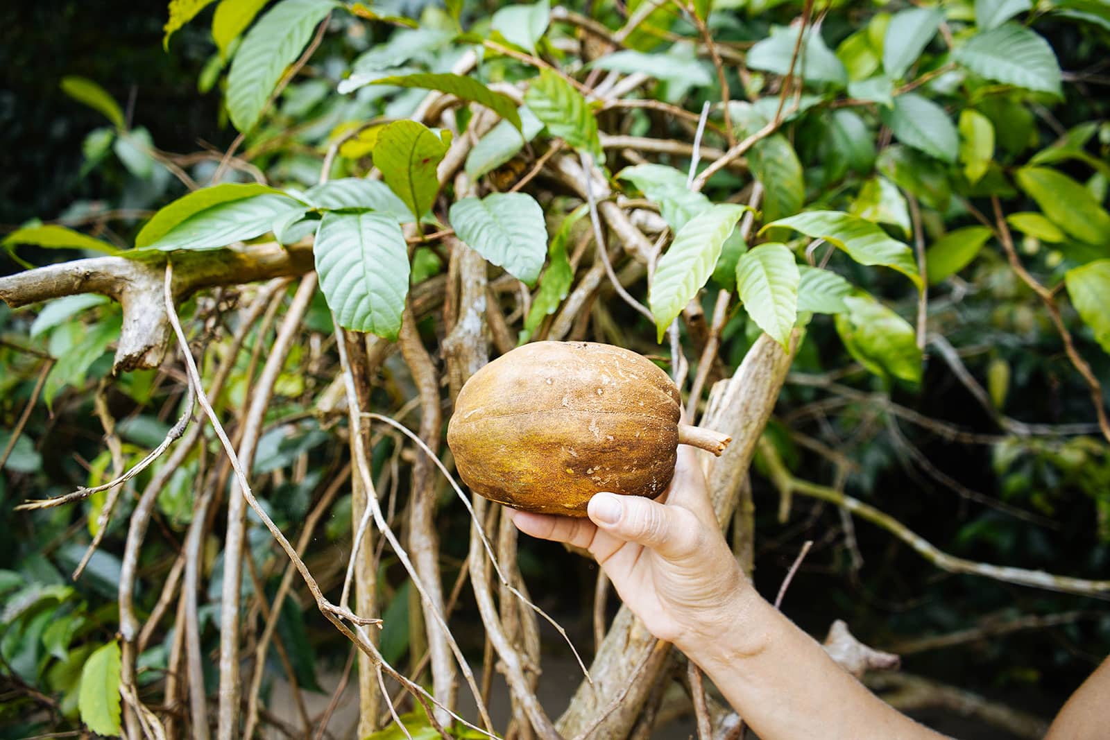 Hand holding a Pachira aquatica fruit next to a money tree in the wild