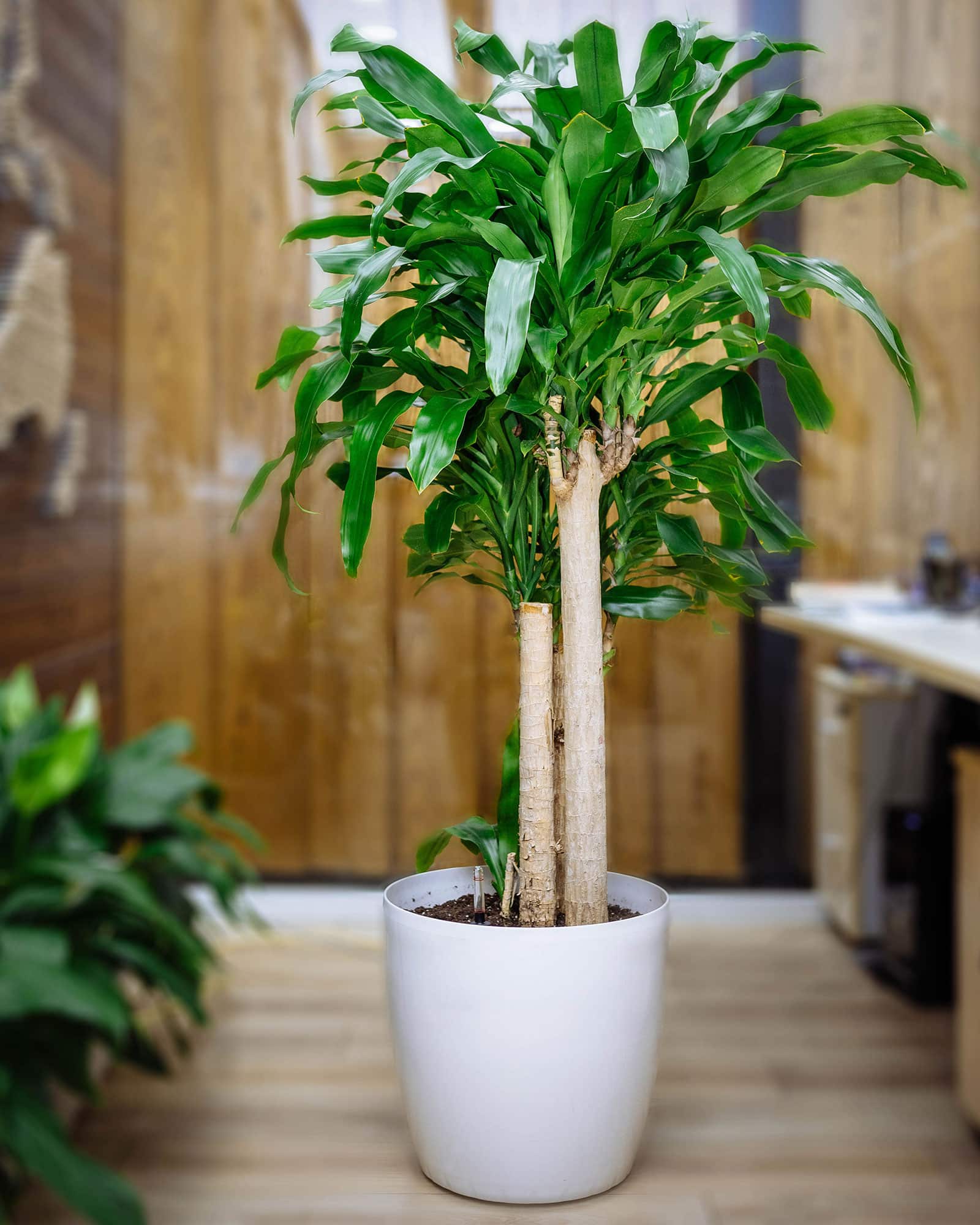 Large money tree (Pachira aquatica) with a regular straight stem in a white pot