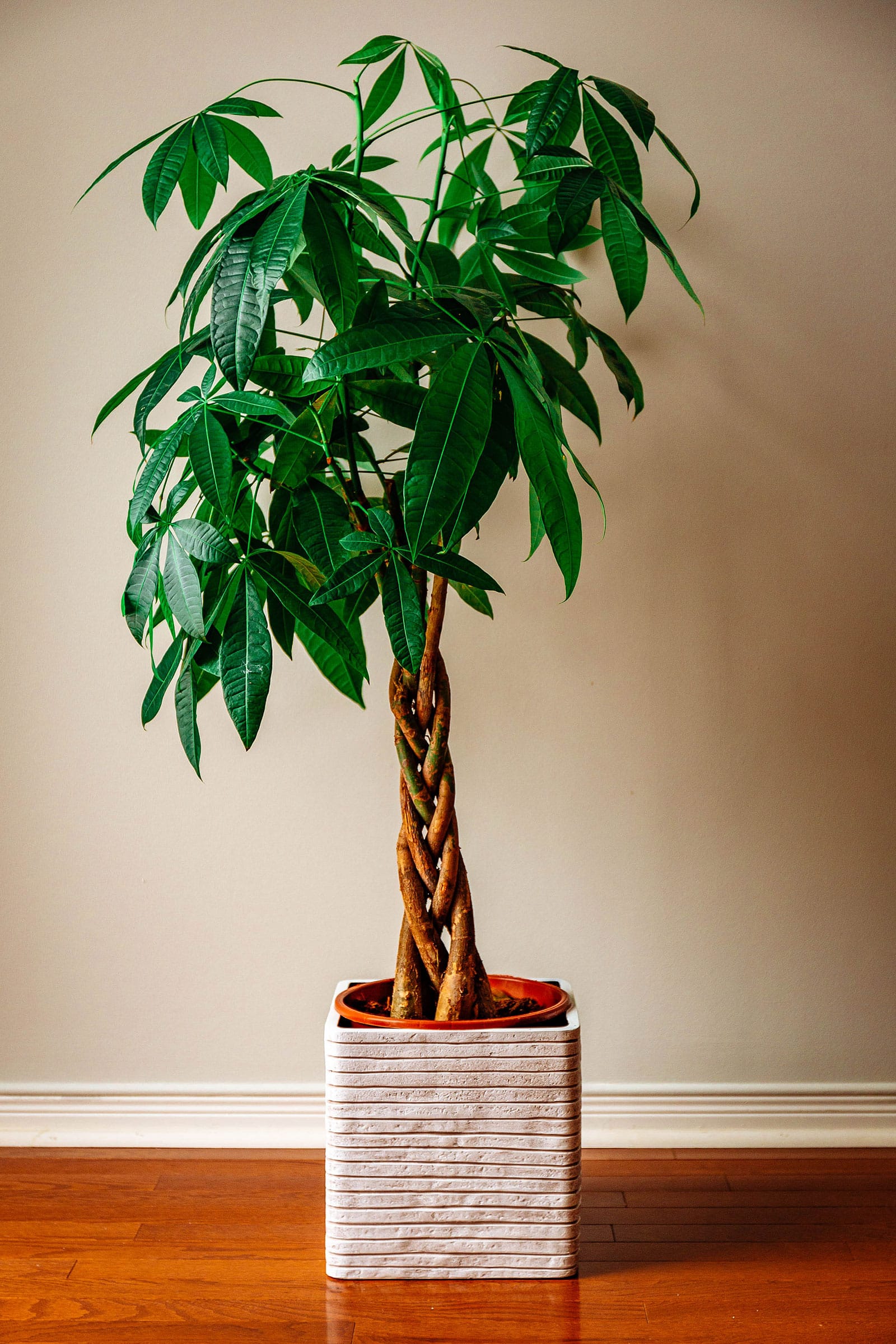 Pachira aquatica (money tree) with braided stem in a textured square pot against a wall