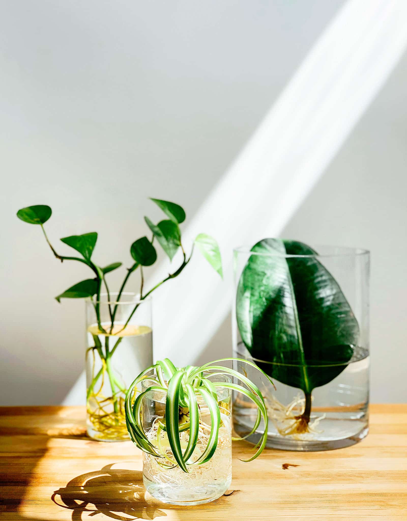 Easy beautiful plants that grow in water: no soil, no mess