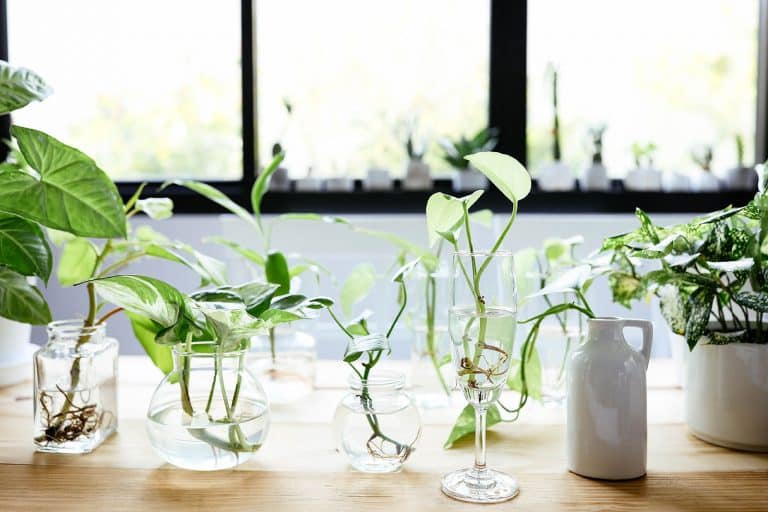 17 Easy Beautiful Plants That Grow in Water: No Soil, No Mess – Garden ...