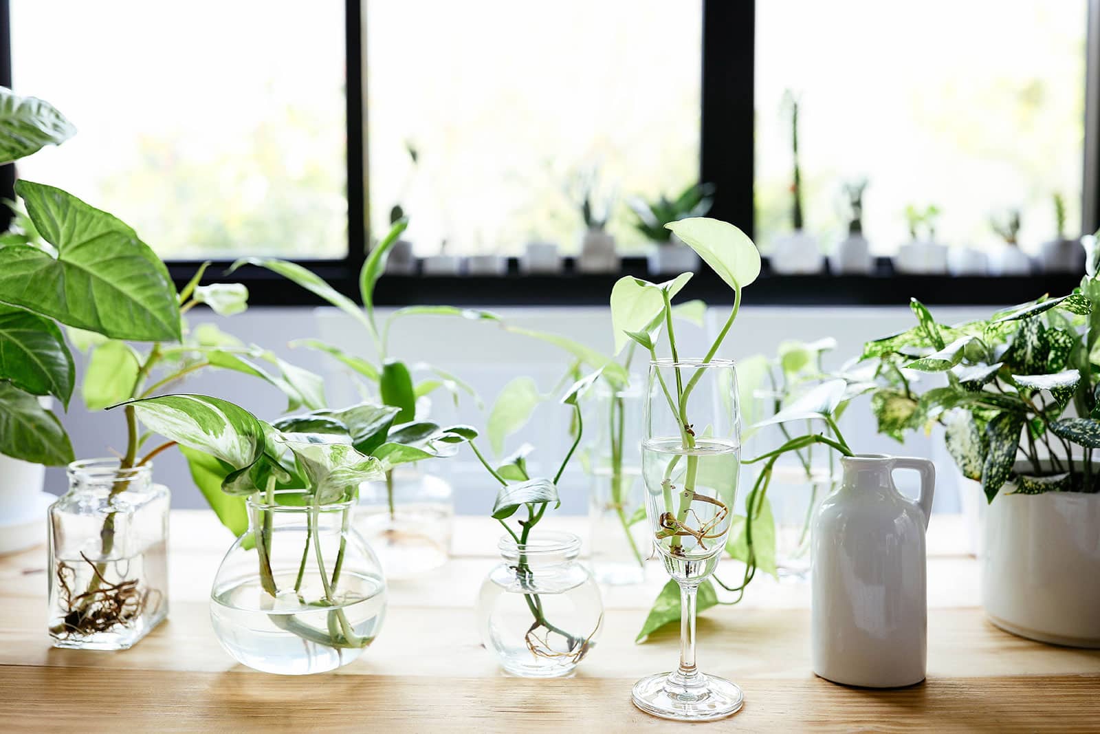 Group of plant cuttings rooting and growing in various glass containers in water
