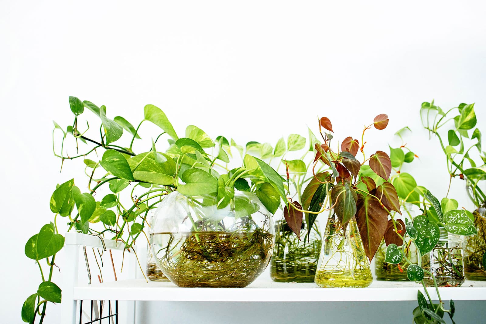 A grouping of houseplants growing in water on a white shelf