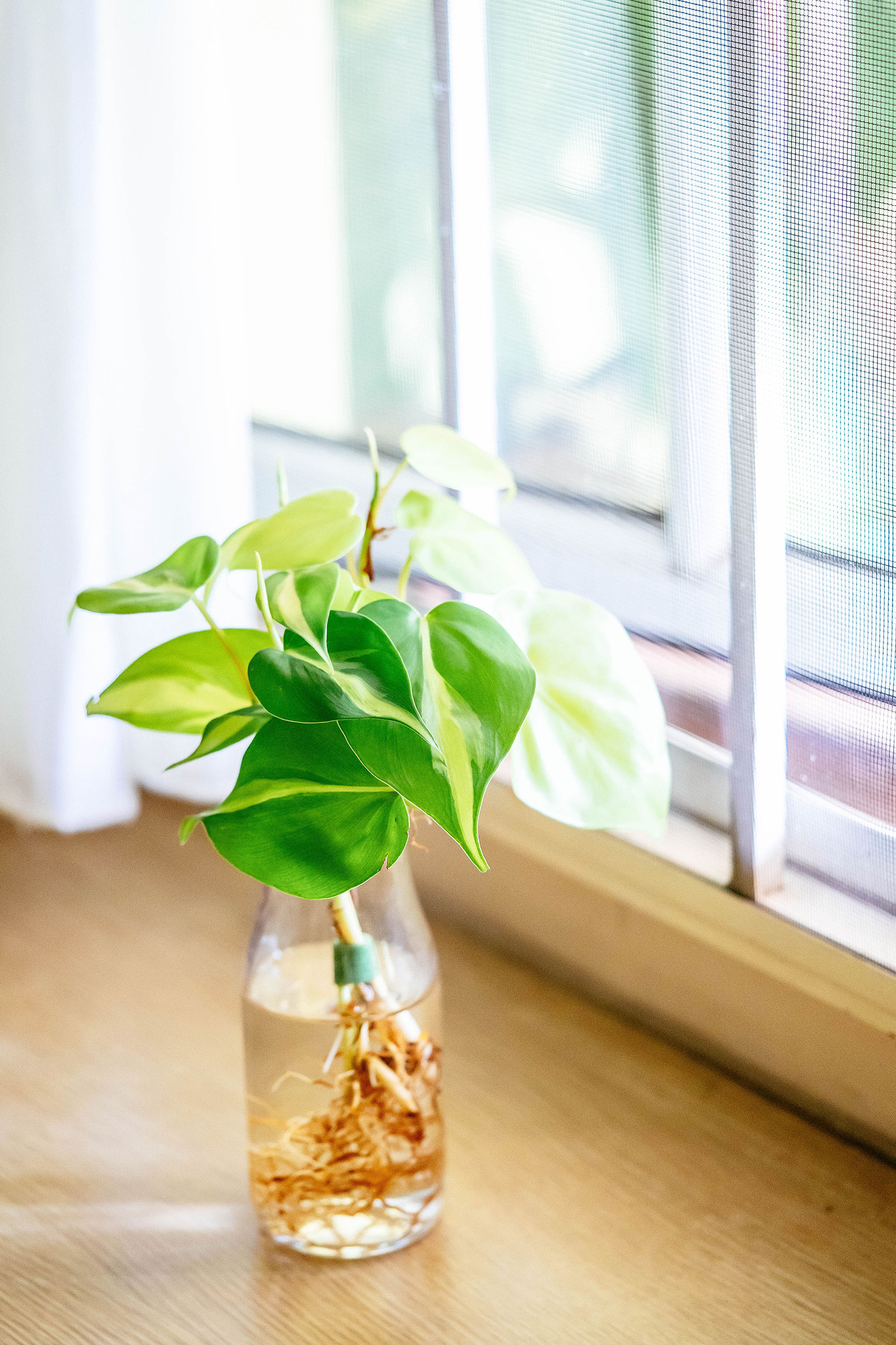 Heartleaf philodendron growing in water