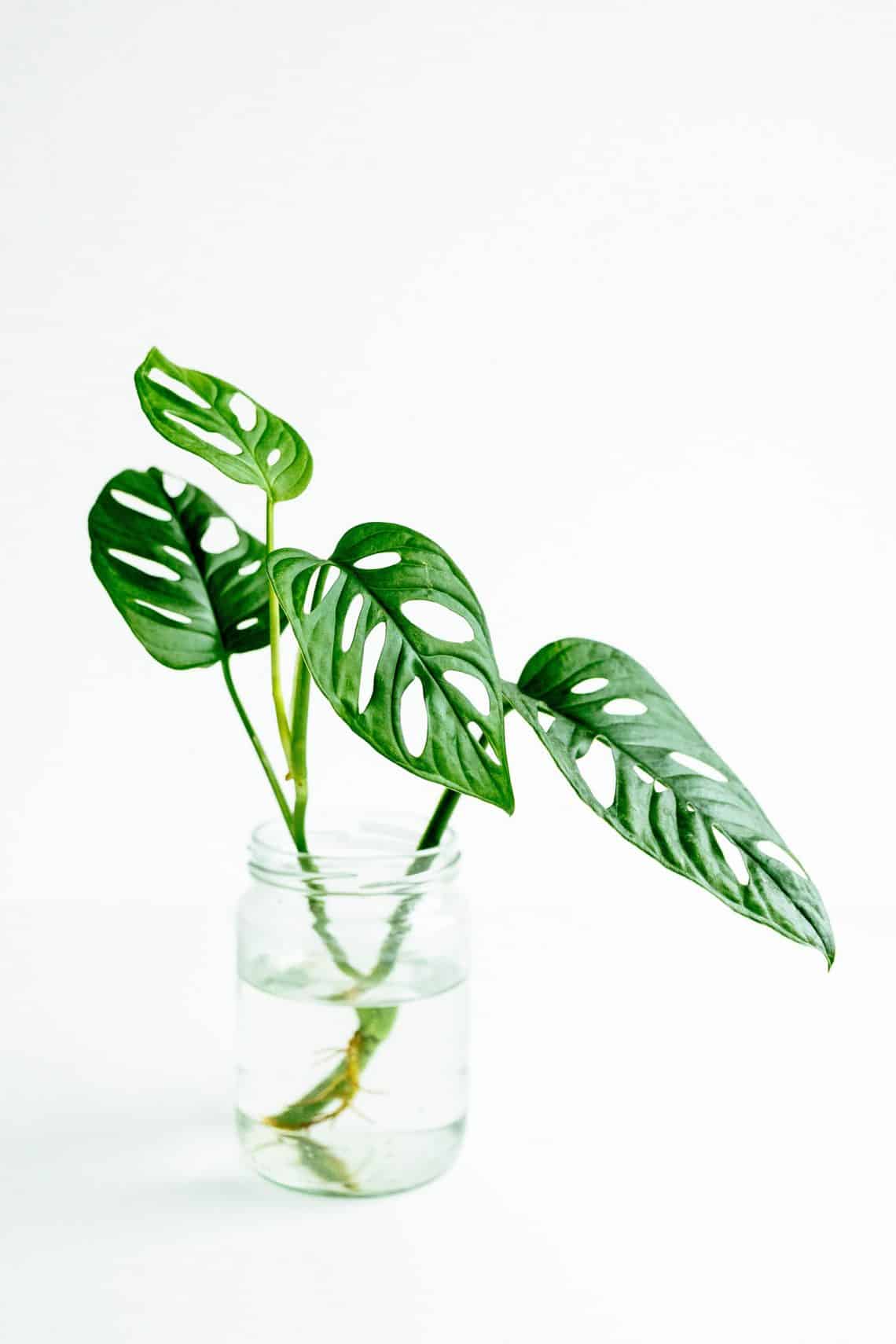 17 Easy Beautiful Plants That Grow in Water No Soil, No Mess Garden