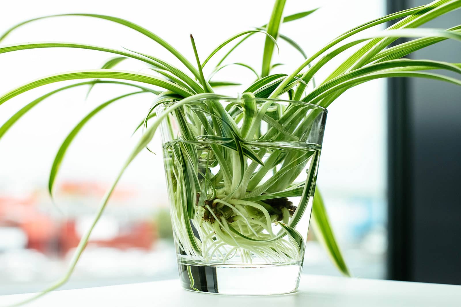 Spider plant growing in water