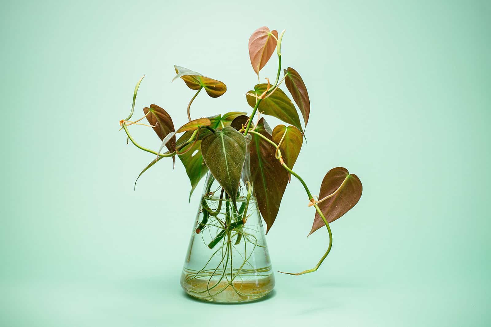 Velvet leaf philodendron growing in water