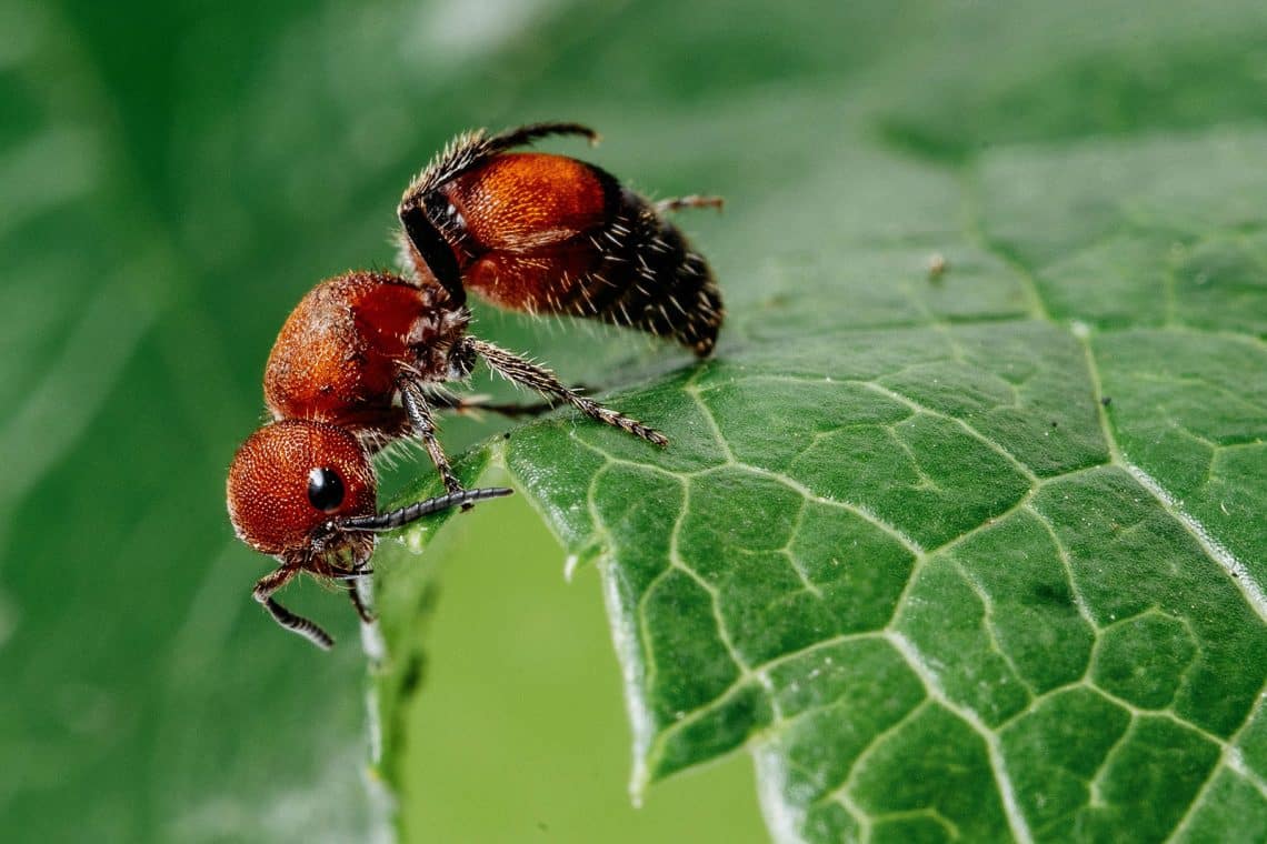 Wasp Visual Easy Wasp Identification: A Visual Guide to 19 Common Types of Wasps ...