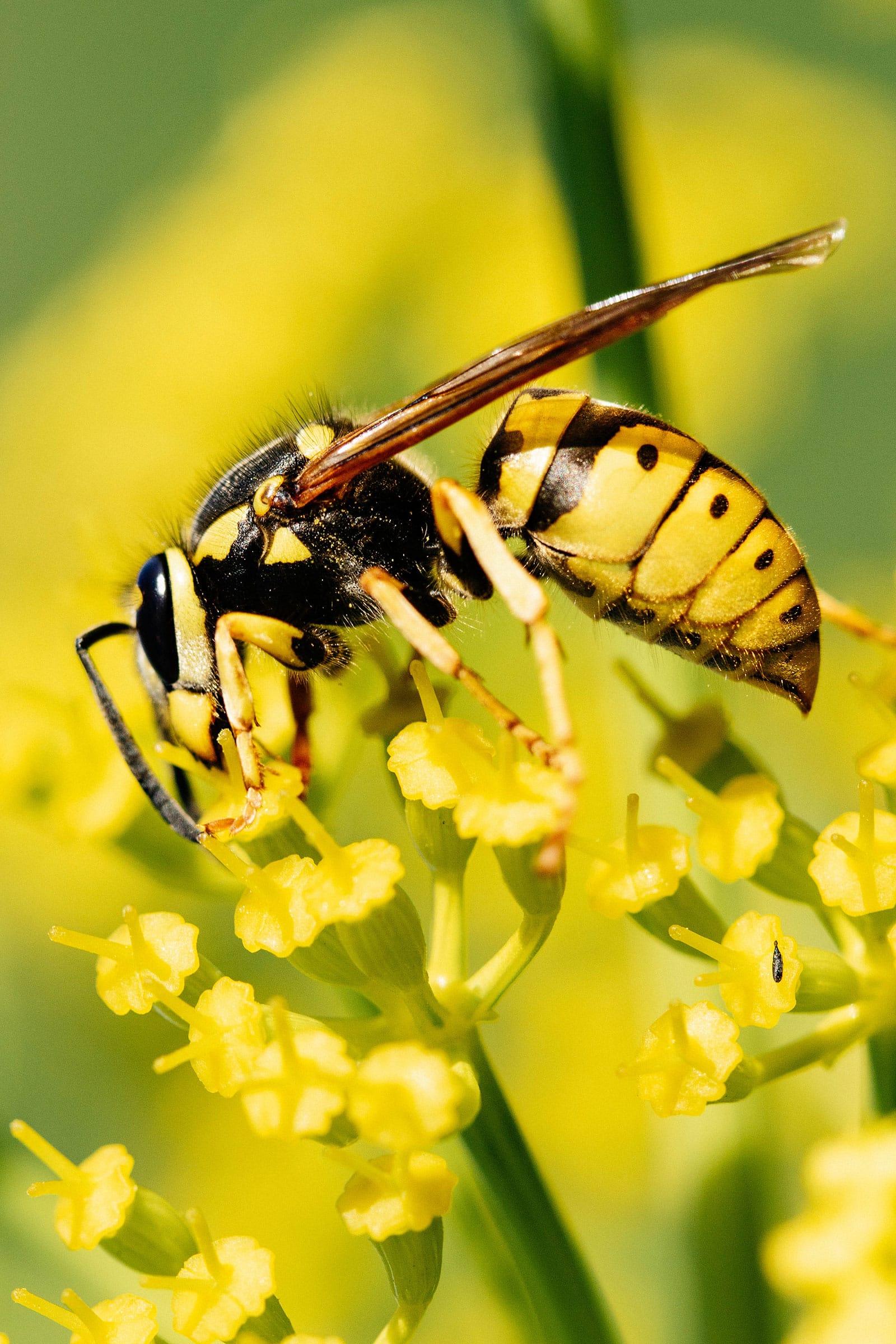 Wasp perched on yellow flower and feeding on nectar