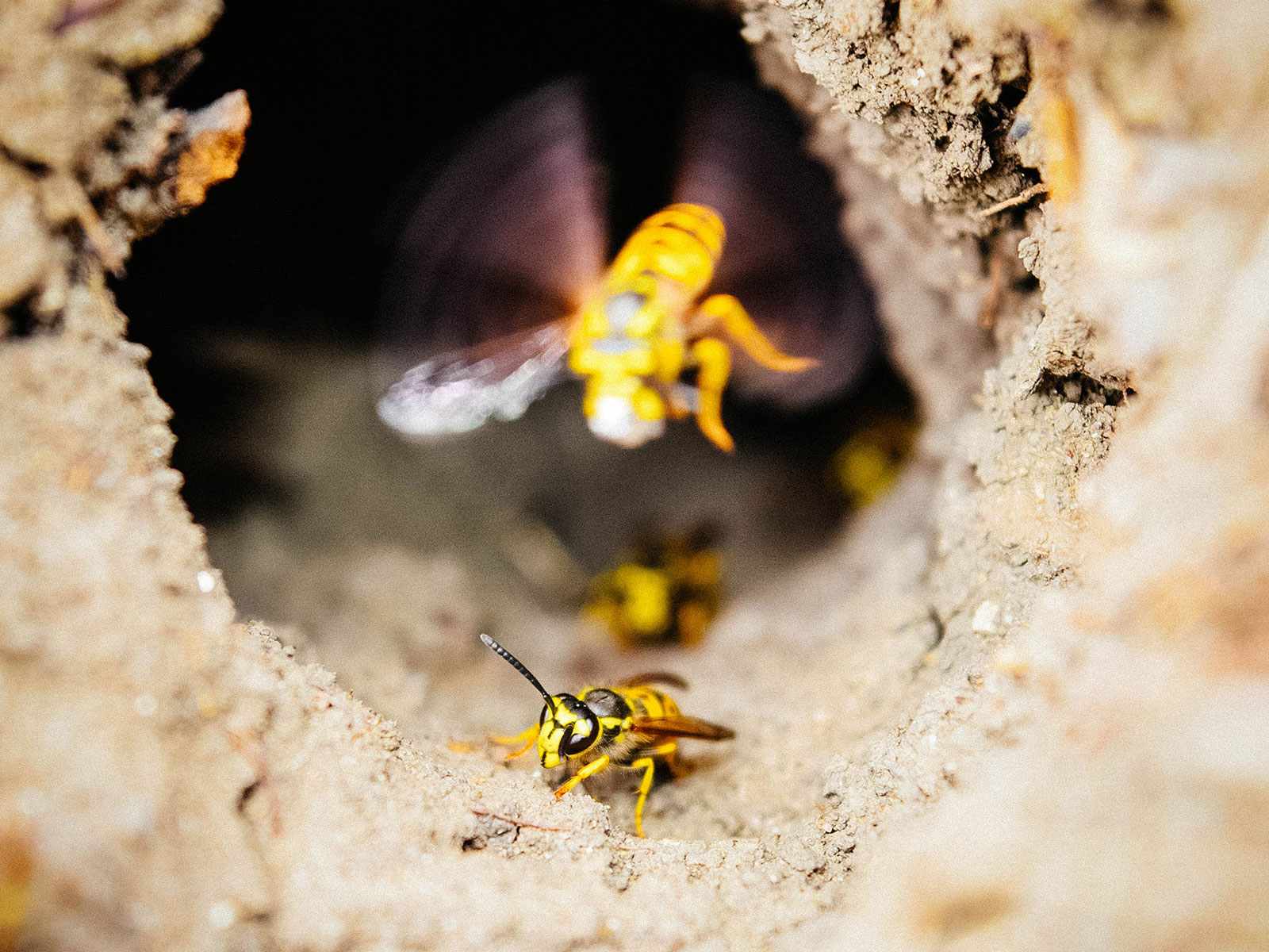 Wasps flying out of a wasp nest