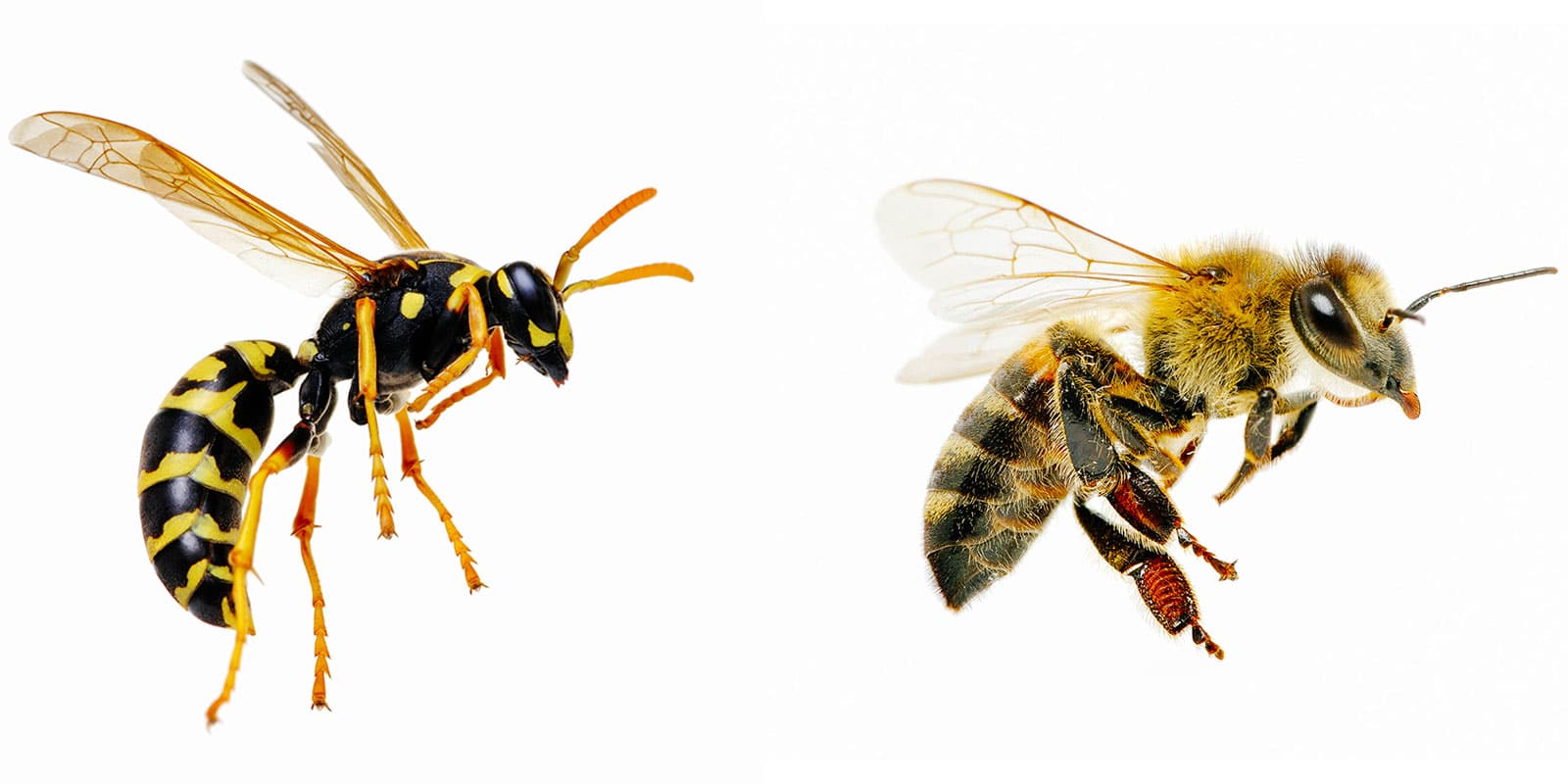 Wasp vs. bee comparison