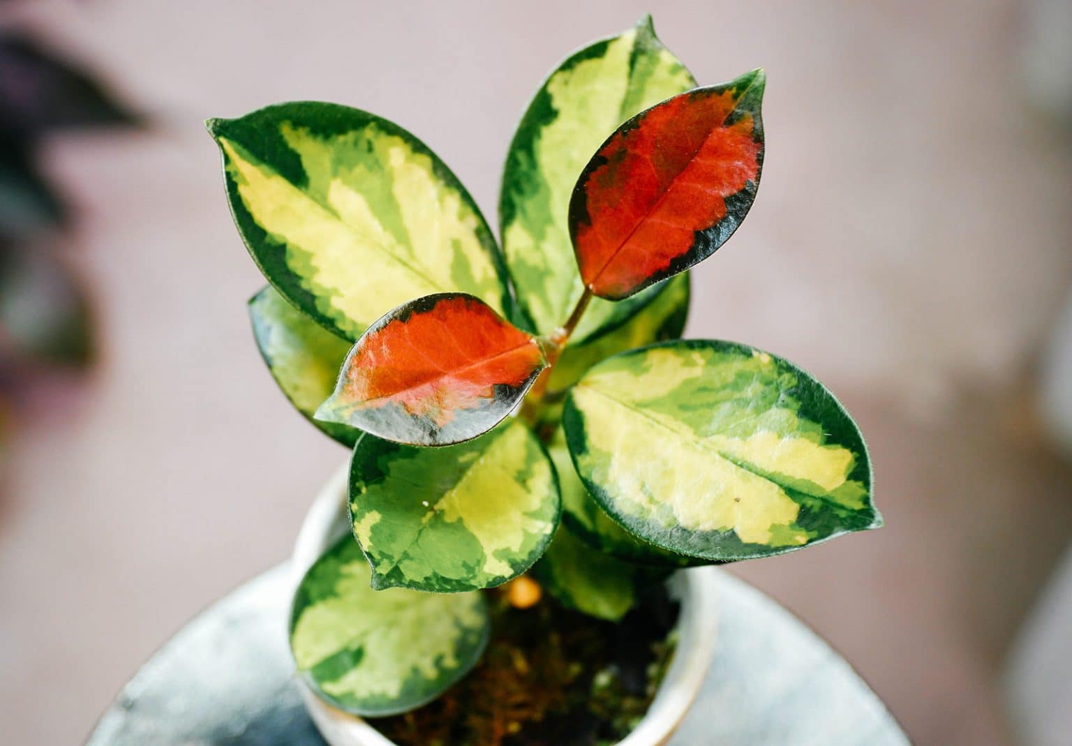 13 Beautiful Beginner Friendly Hoya Varieties to Collect Garden Betty