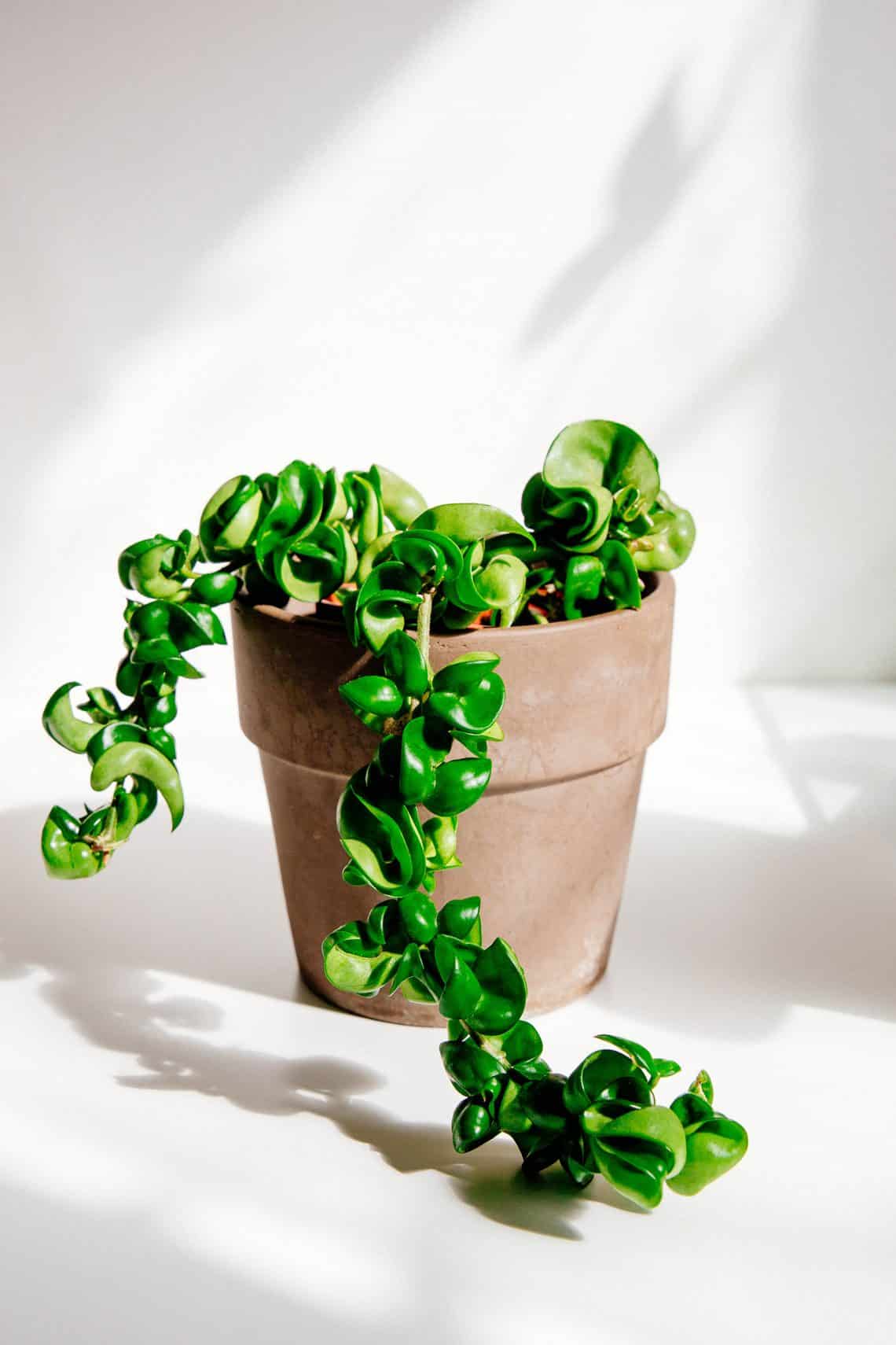 13 Beautiful Beginner-Friendly Hoya Varieties to Collect - Garden Betty