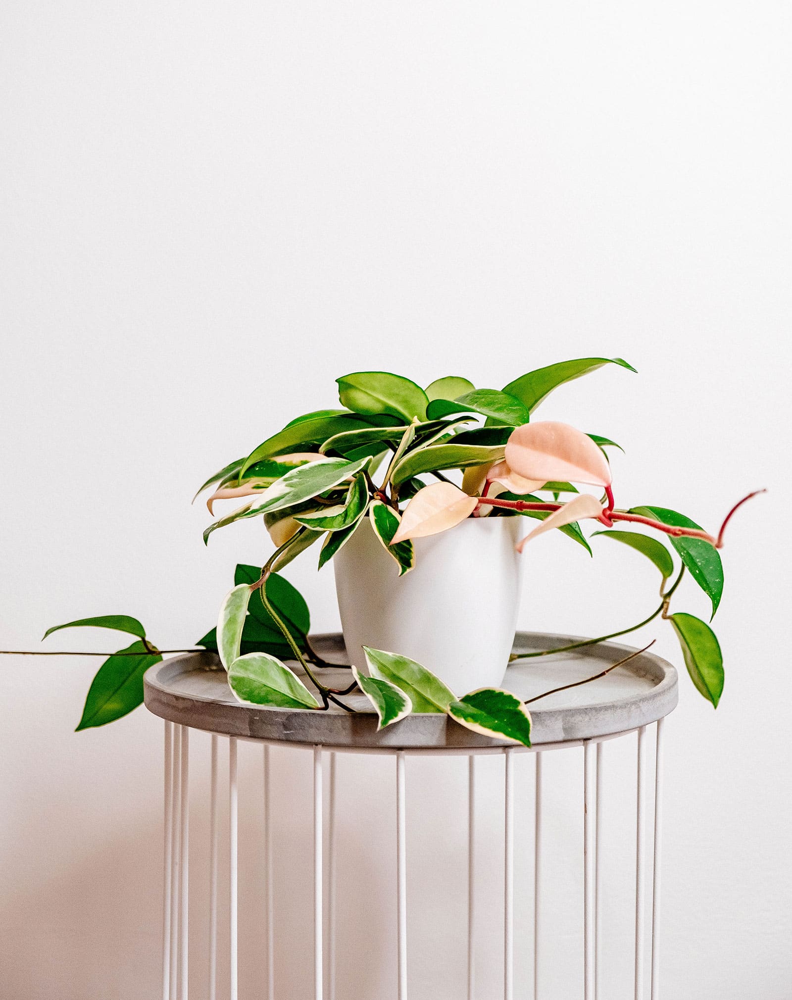 Hoya carnosa 'Krimson Princess' in a white pot on a gray side table
