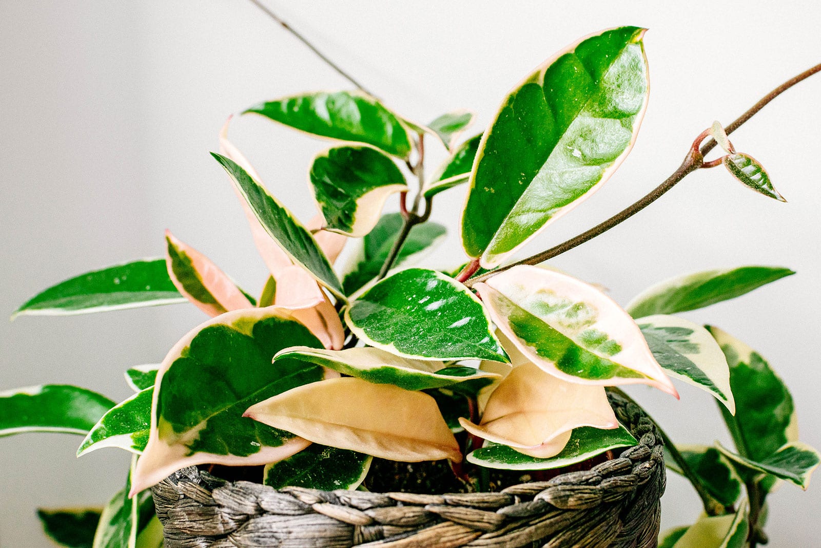 Hoya carnosa 'Krimson Queen' tricolor wax plant in a wicker basket
