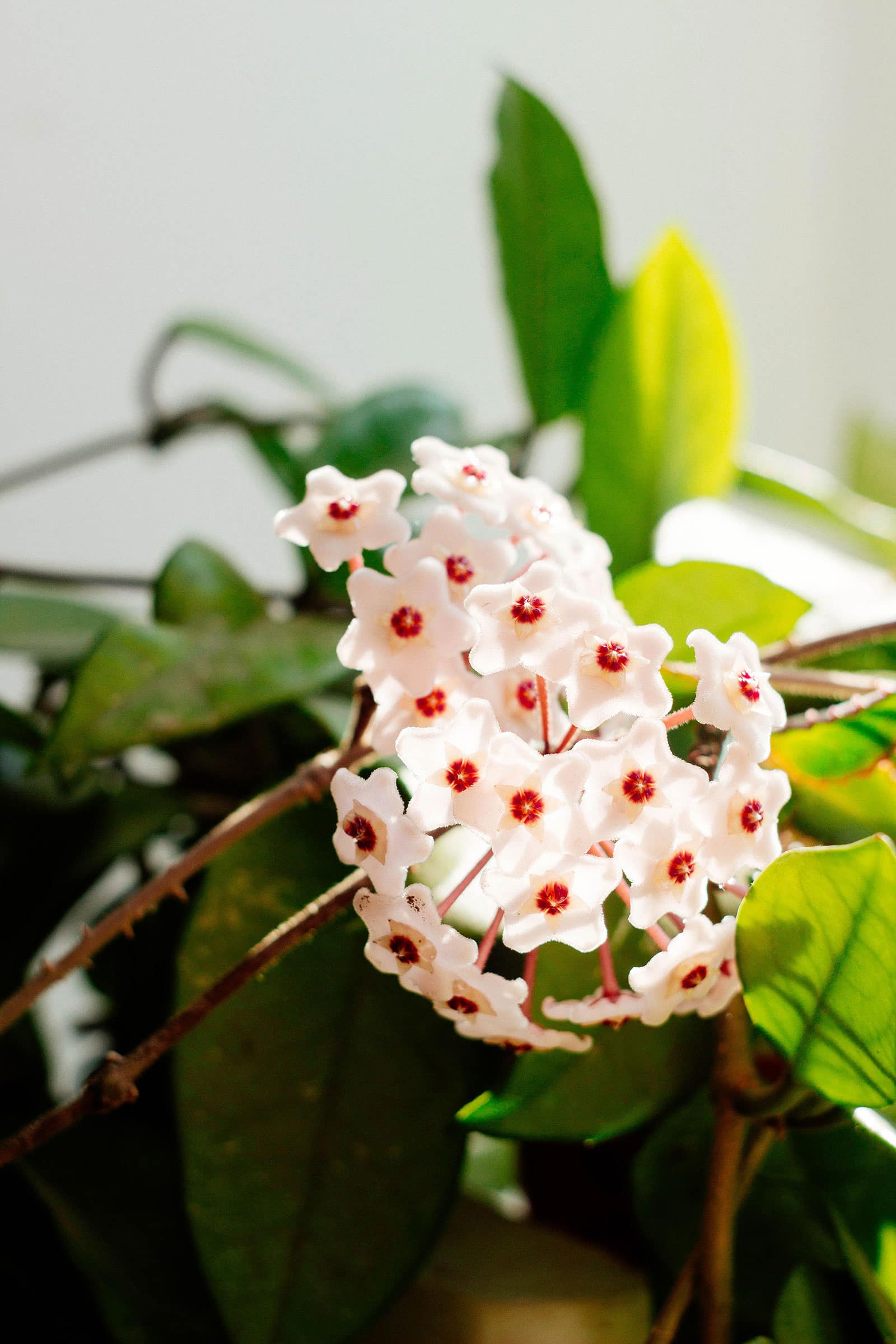 Hoya carnosa (wax pant) in bloom with tiny white flowers