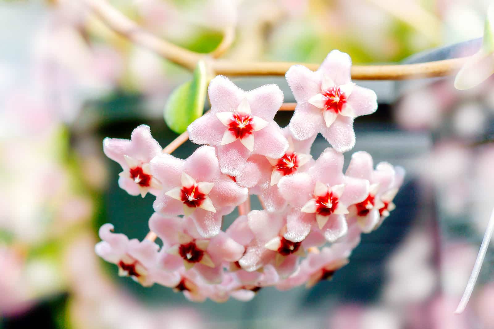 Close-up of pinkish flowers from a Hoya carnosa (wax plant)