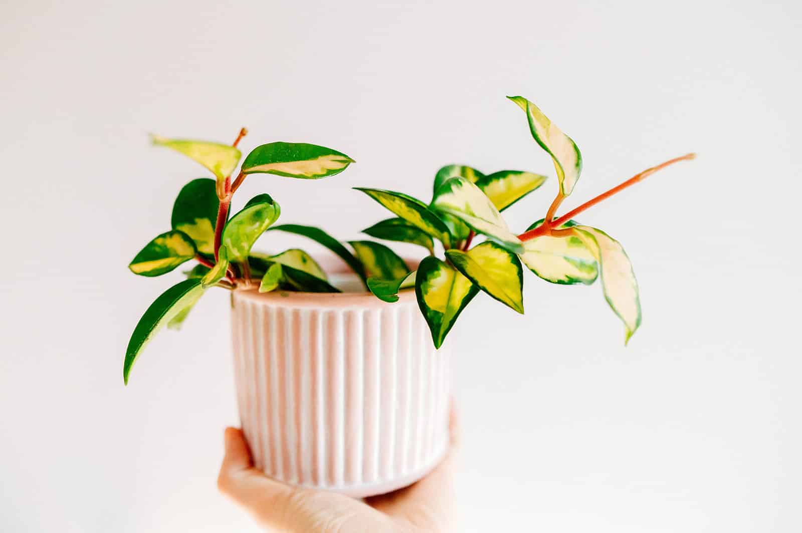 Hand holding a small potted Hoya carnosa plant against a white background
