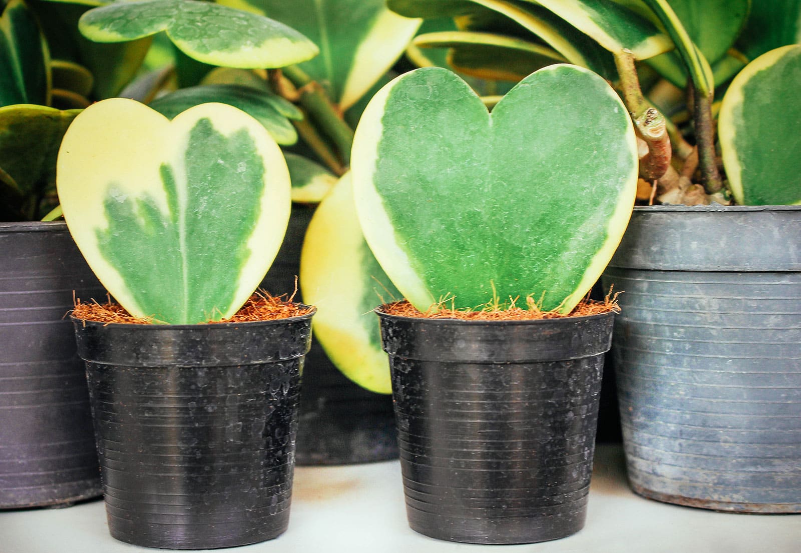 Hoya kerrii (sweetheart Hoya) single leaf plants in black pots