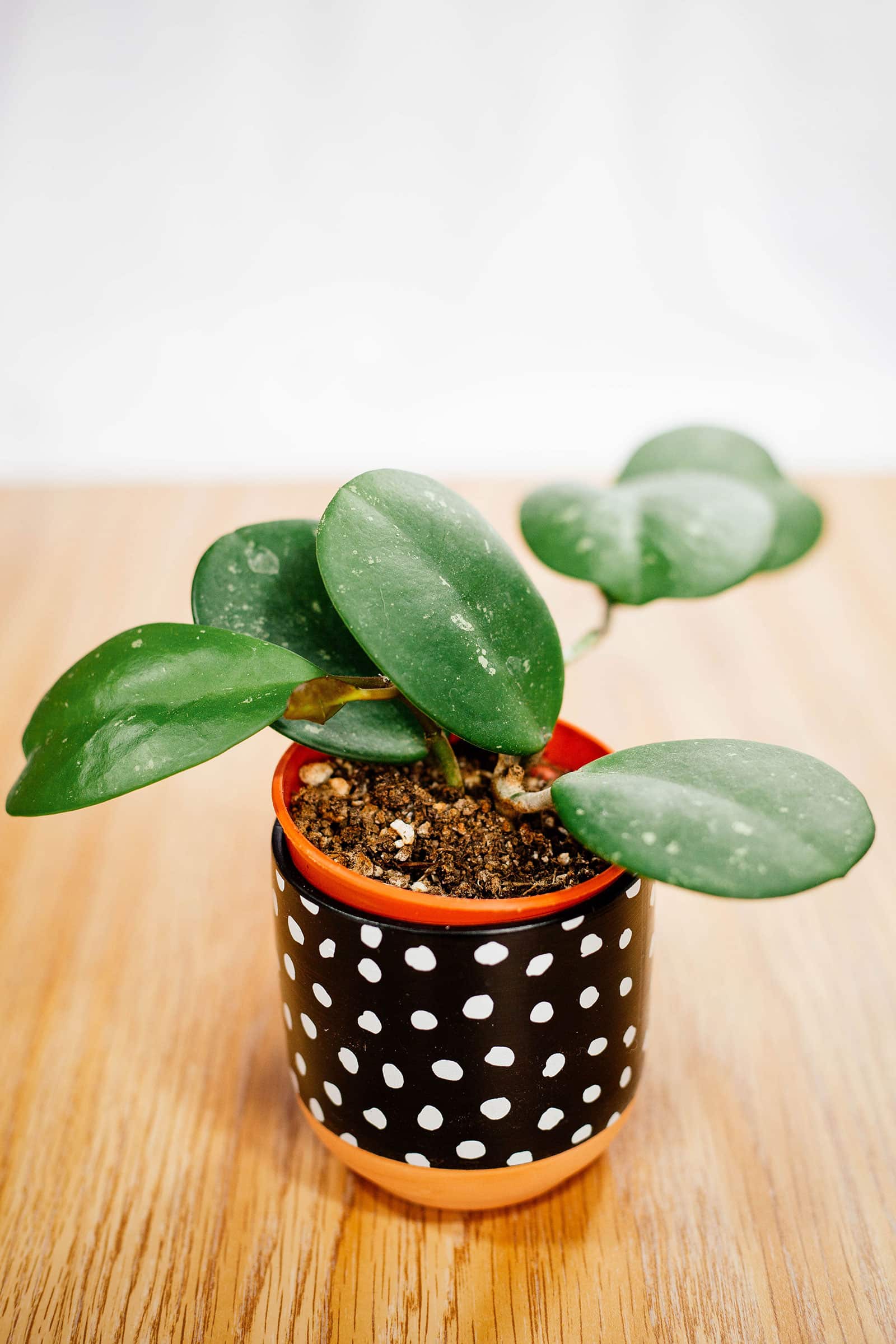 Small Hoya obovata wax plant in a black and white polka dot pot