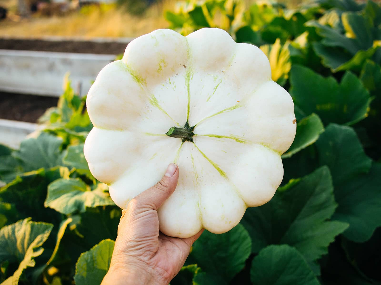 Hand holding a white pattypan squash in a vegetable garden
