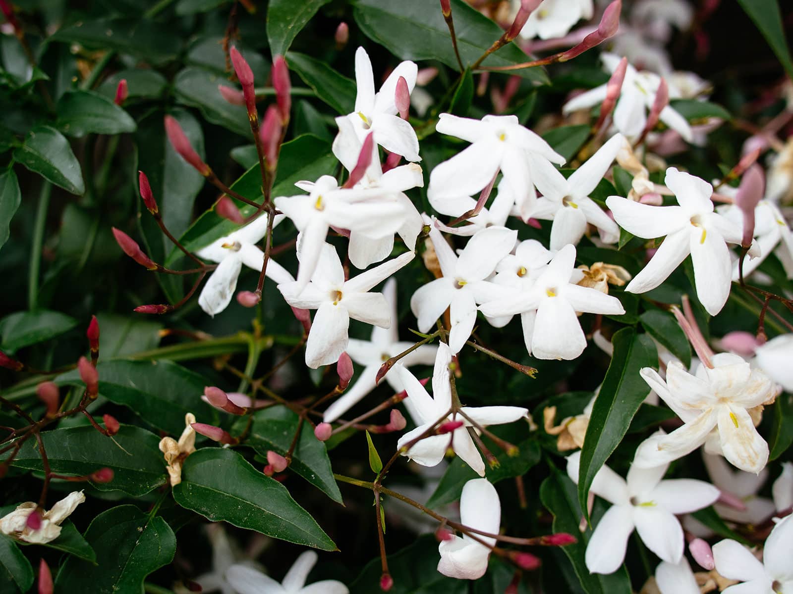 Close-up of white jasmine flowers in bloom with pink buds surrounding them