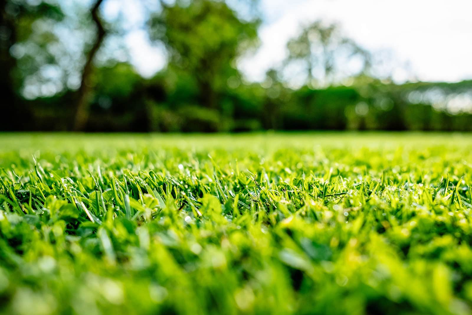 Close-up of grass blades on a lawn