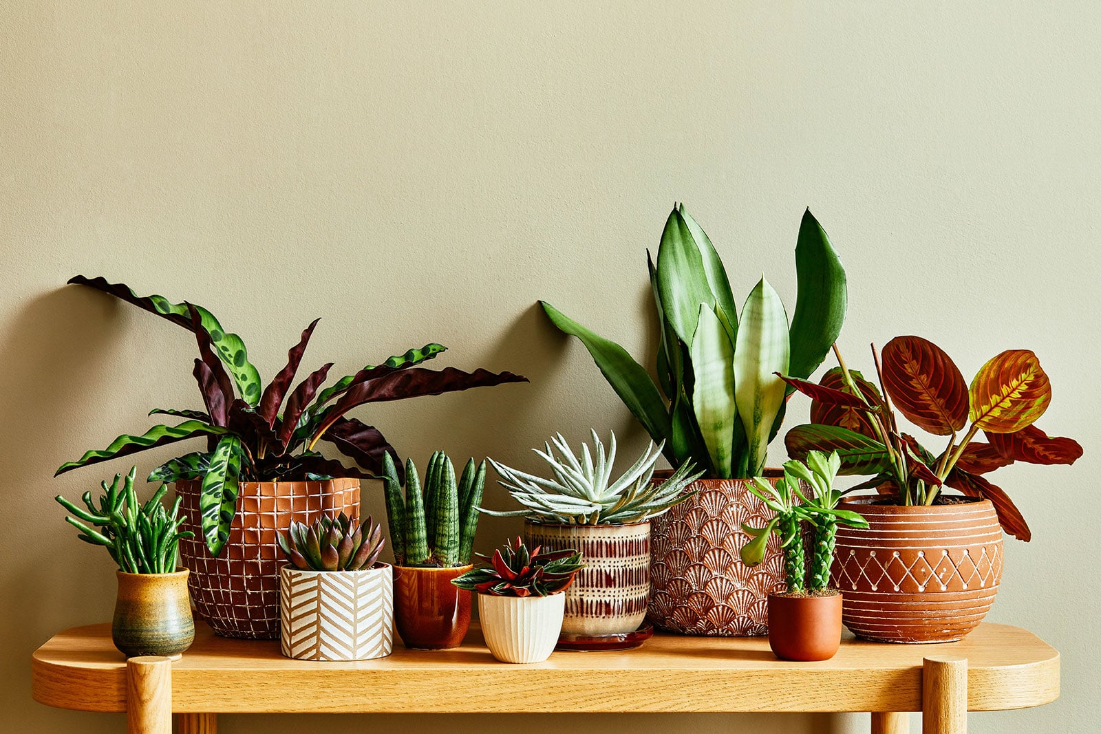 An assortment of houseplants in neutral decorative pottery displayed on a wooden console