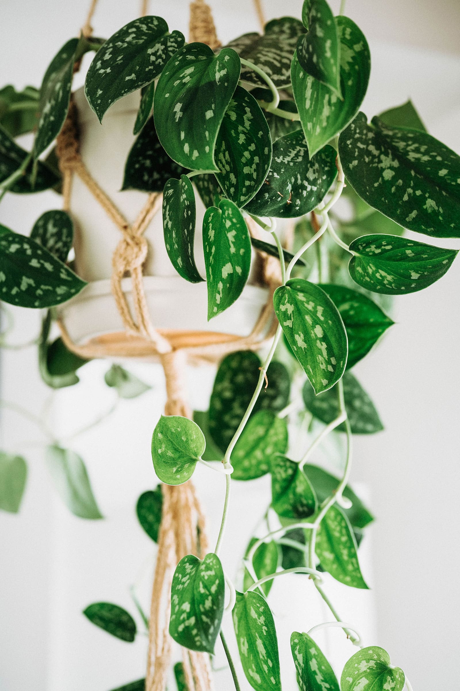 Caring for Scindapsus pictus—the satin Pothos that isn't a Pothos
