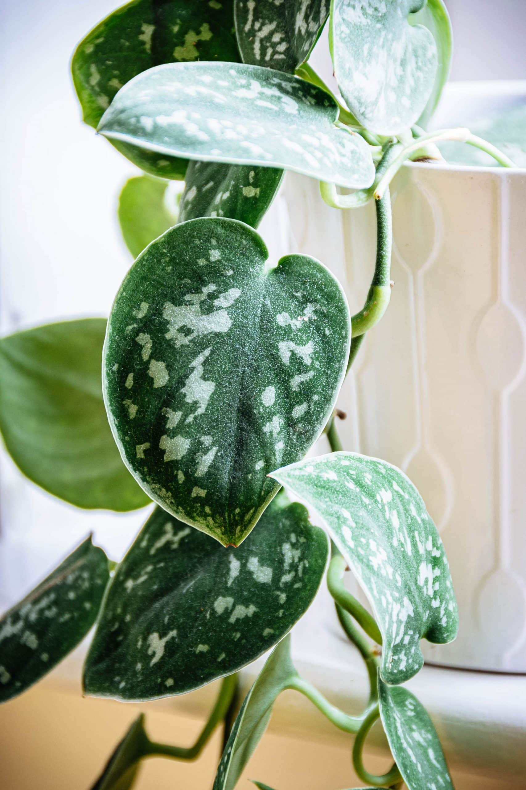 Close-up of Scindapsus pictus (satin Pothos) with velvety green leaves and silvery variegation