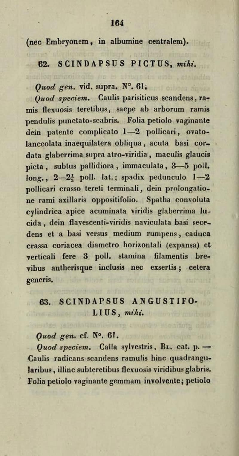 Page excerpt from a Dutch 1842 text showing the first mention of Scindapsus pictus in print