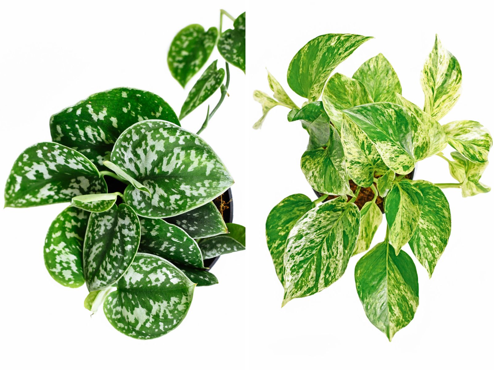 Side by side comparison of satin Pothos (left) and golden Pothos (right)