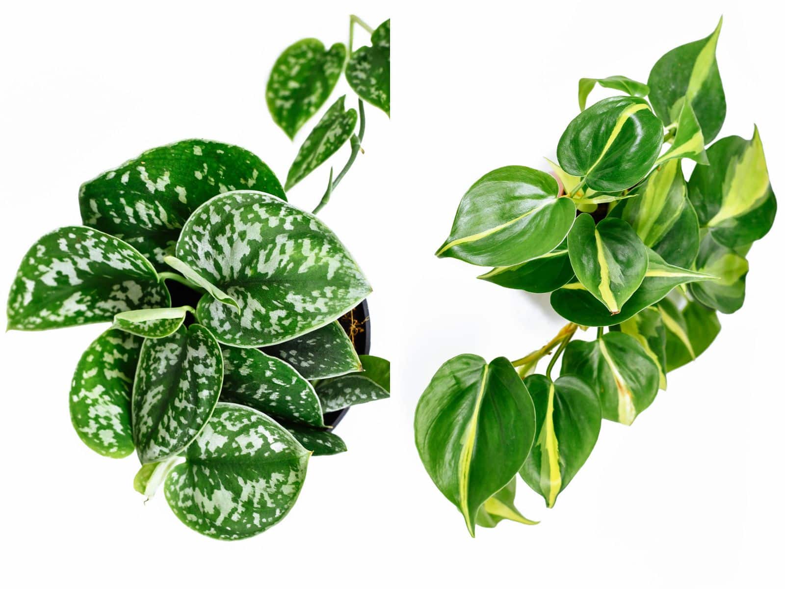 Side by side comparison of satin Pothos (left) and heart leaf Philodendron (right)