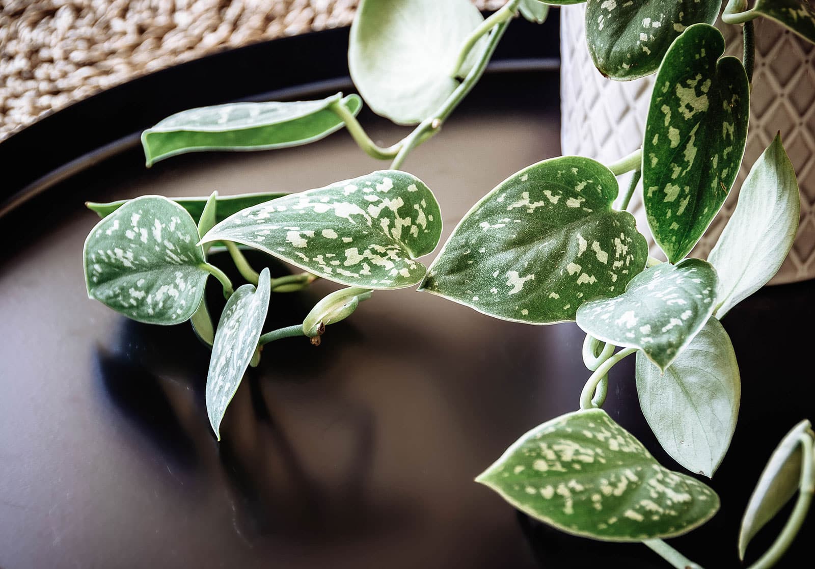 Close-up of Scindapsus pictus (satin Pothos) vines spilling onto a black tray