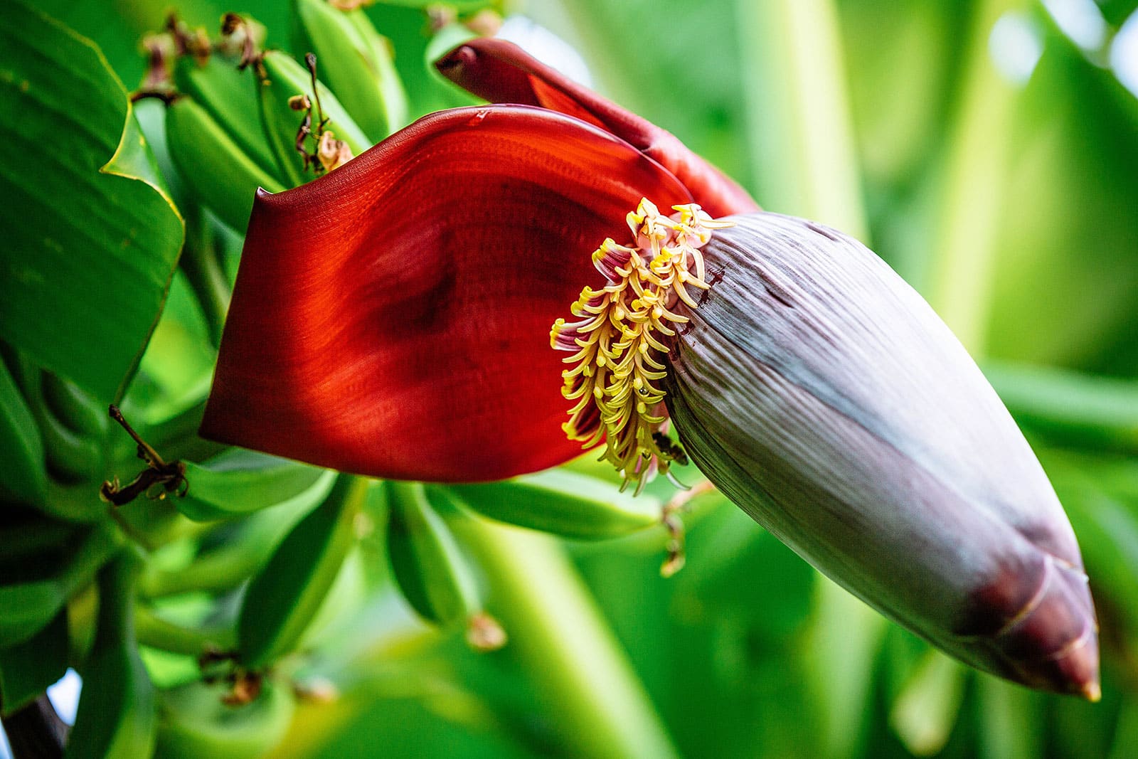 Banana flowers, an unexpected superfood: what they are and how to eat them