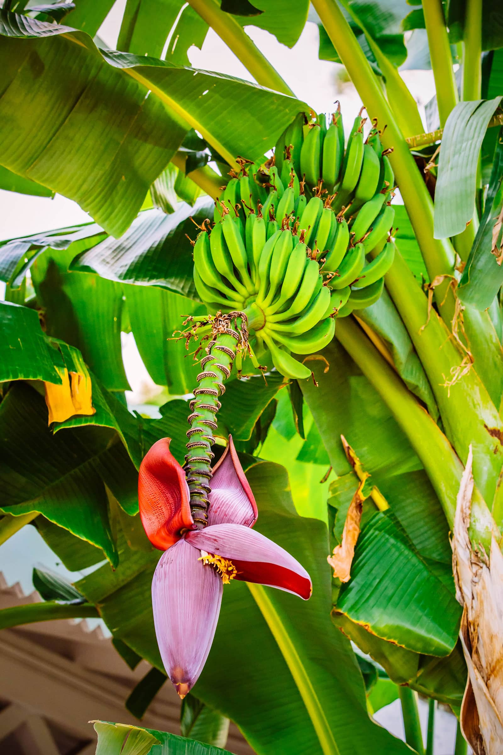 A large bunch of green bananas hanging down from a banana stalk with a banana flower on the end