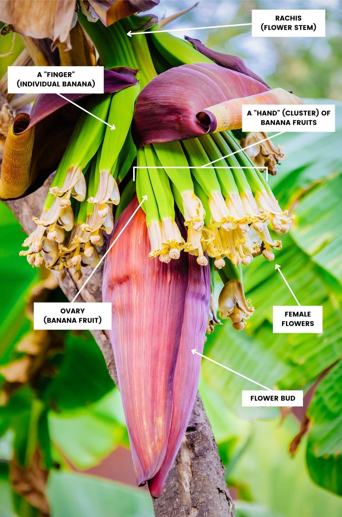 Banana Flowers Are an Unexpected Superfood You Should Start Eating ...