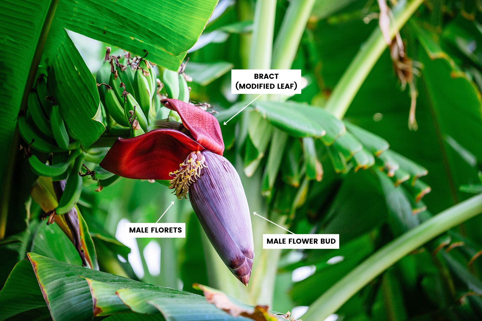 A young purple banana flower growing on the end of a green banana bunch