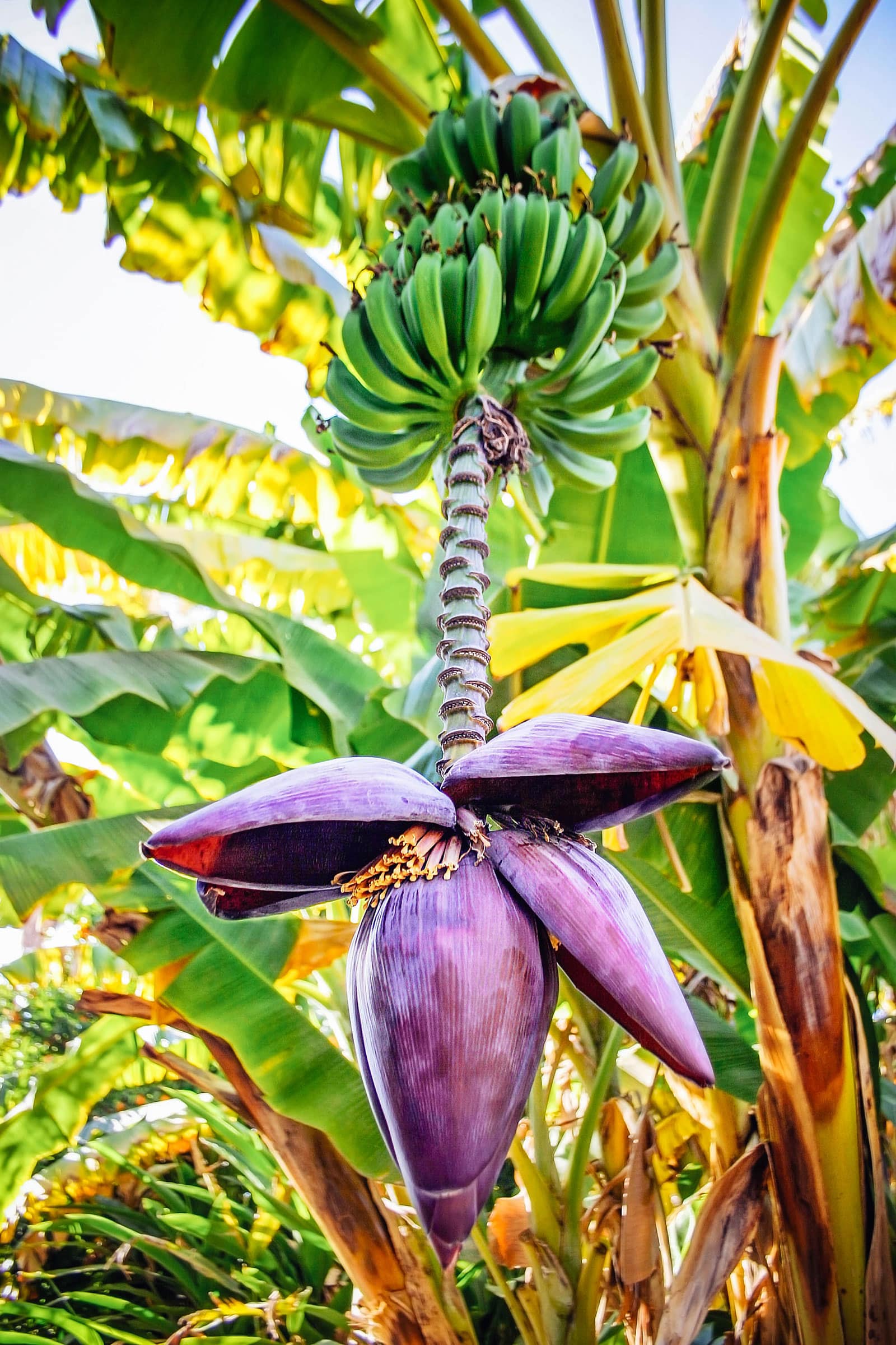 Purple banana flower dangling off a banana stem with green unripe bananas above it