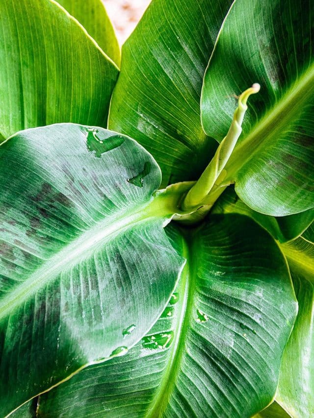 How to Grow a Banana Plant Indoors or Outdoors